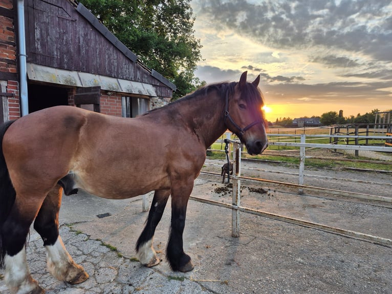 Polish Coldblood Gelding 10 years 16,1 hh Brown in Ennigerloh