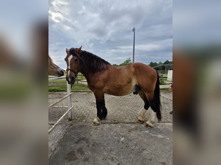 Polish Coldblood Gelding 10 years 16,1 hh Brown in Ennigerloh