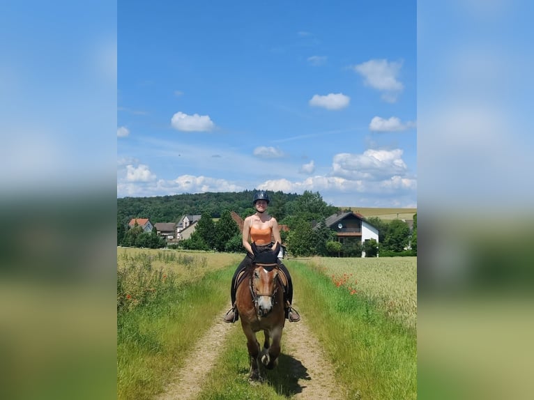 Polish Coldblood Gelding 11 years 15,1 hh Brown in Oberneisen