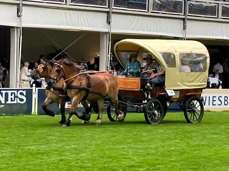 Polish Coldblood Gelding 11 years 15,1 hh Brown in Oberneisen