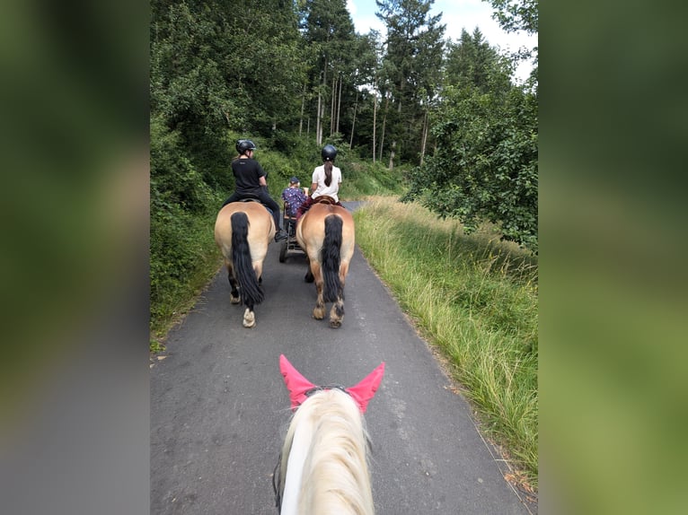 Polish Coldblood Gelding 11 years 15,1 hh Brown in Oberneisen