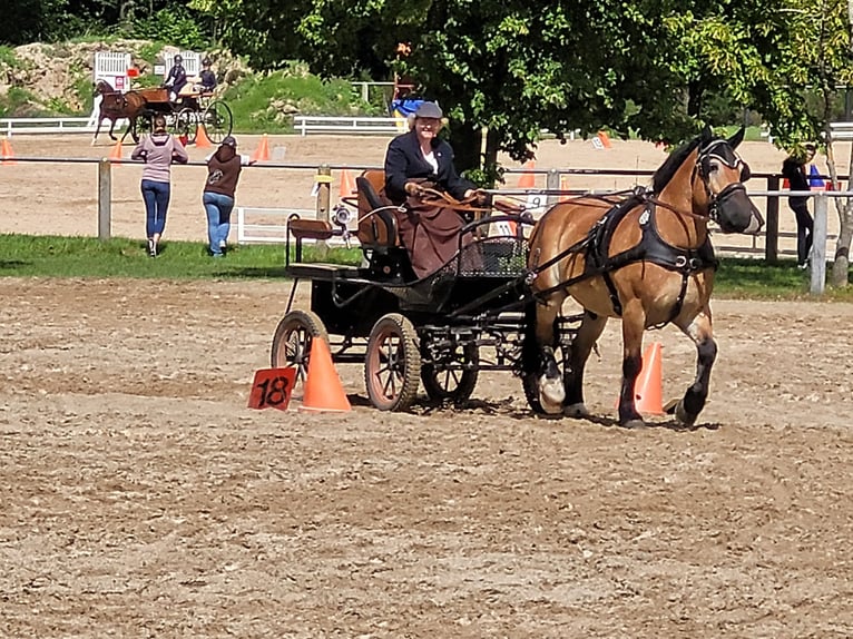 Polish Coldblood Gelding 11 years 15,1 hh Brown in Oberneisen