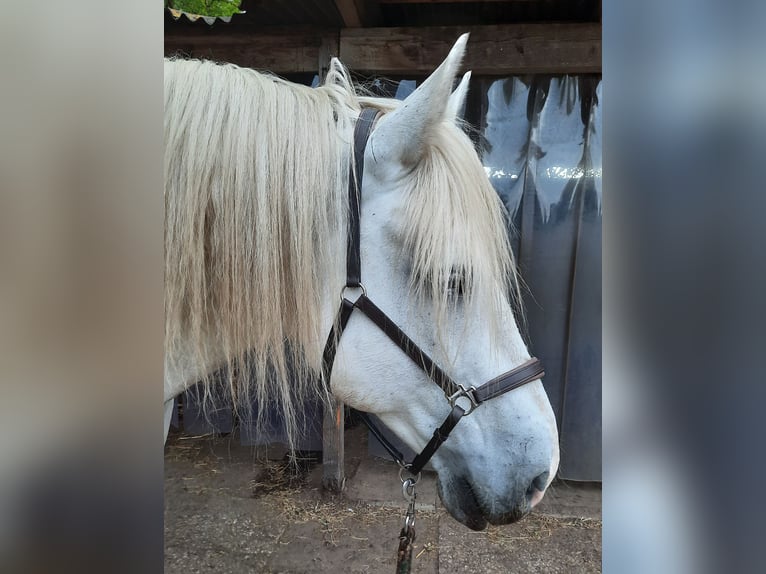 Polish Coldblood Gelding 11 years 15,2 hh Gray in Norderstedt