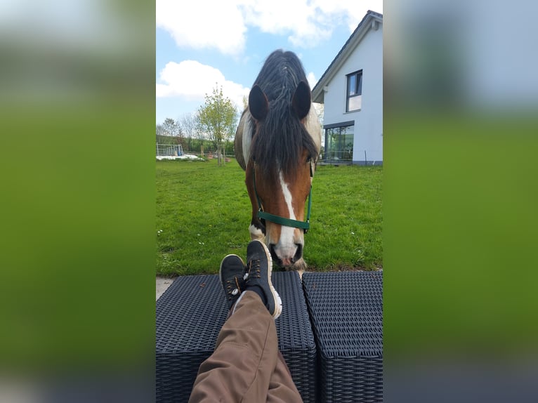 Polish Coldblood Gelding 11 years 15,2 hh Pinto in Obernzenn