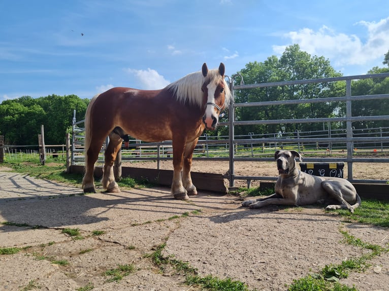 Polish Coldblood Gelding 11 years 16 hh Chestnut-Red in Trebbichau an der fuhne