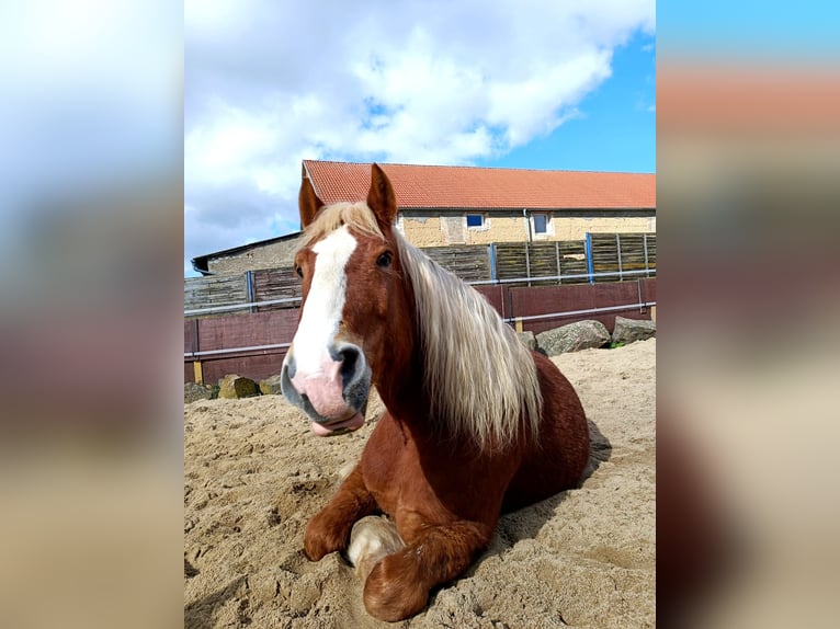 Polish Coldblood Gelding 11 years 16 hh Chestnut-Red in Trebbichau an der fuhne