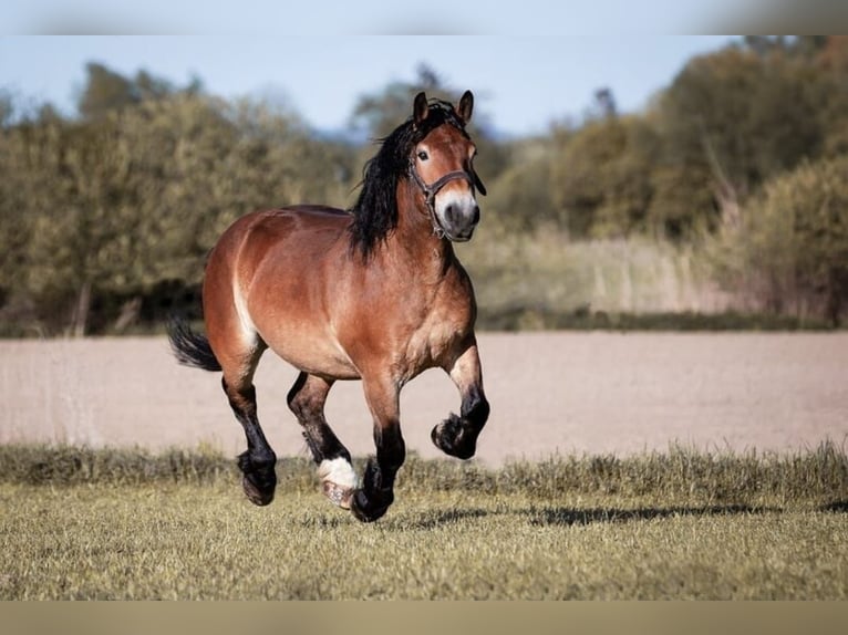 Polish Coldblood Gelding 12 years 15,1 hh Brown in Mengkofen