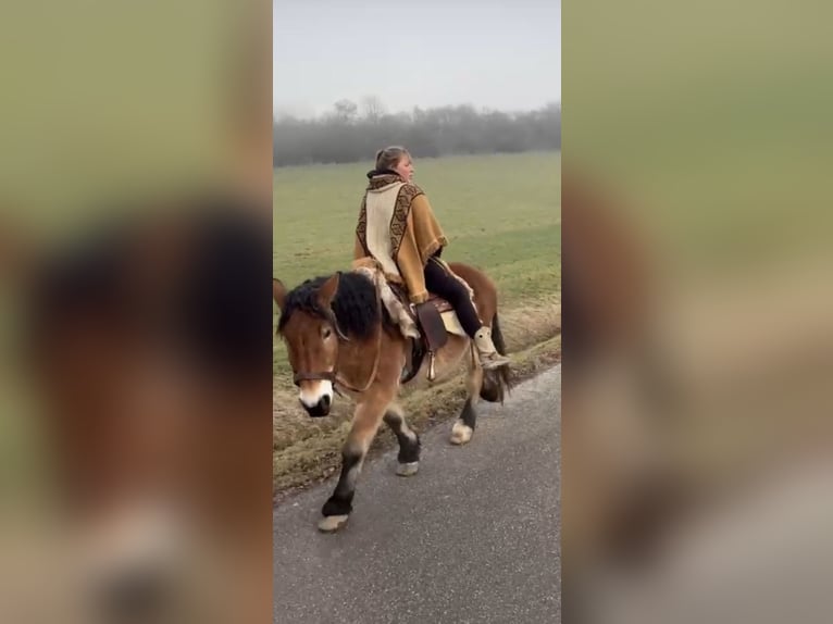 Polish Coldblood Gelding 12 years 15,1 hh Brown in Mengkofen