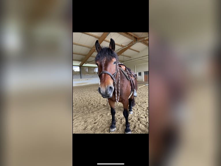 Polish Coldblood Gelding 13 years 15,1 hh Brown in Mörbisch am See