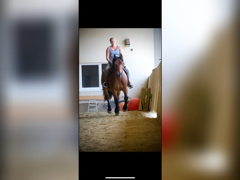 Polish Coldblood Gelding 13 years 15,1 hh Brown in Mörbisch am See