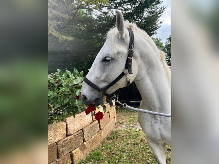 Polish Coldblood Gelding 13 years 15,1 hh Gray in Neckarwestheim