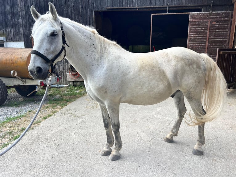 Polish Coldblood Gelding 13 years 15,1 hh Gray in Neckarwestheim