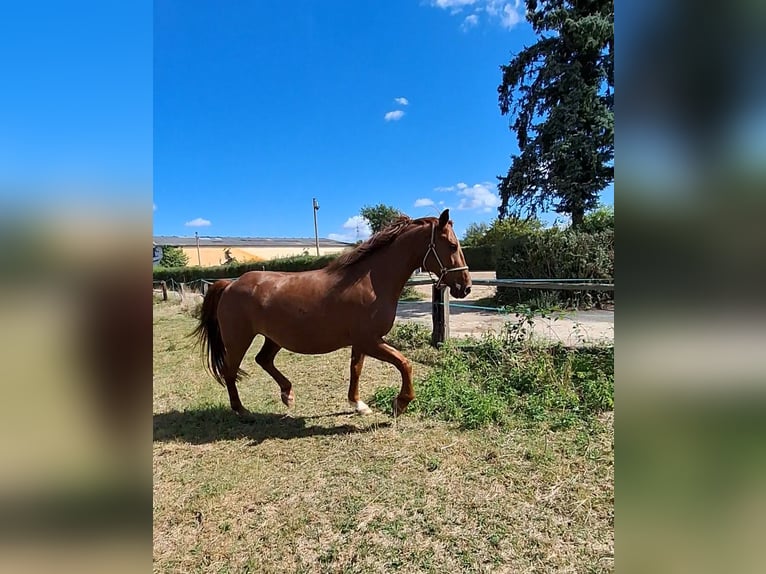 Polish Coldblood Gelding 13 years 15,2 hh Brown in Seligenstadt
