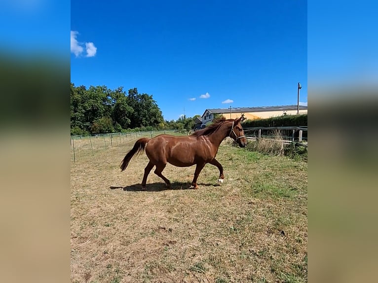 Polish Coldblood Gelding 13 years 15,2 hh Chestnut-Red in Mainhausen
