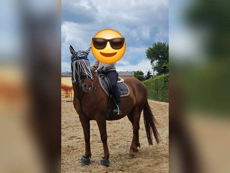Polish Coldblood Gelding 13 years 15,2 hh Chestnut-Red in Mainhausen