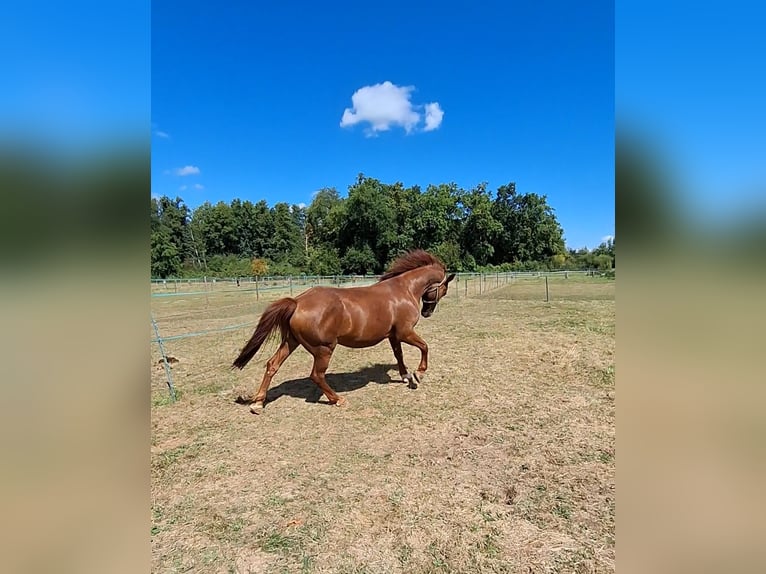 Polish Coldblood Gelding 13 years 15,2 hh Chestnut-Red in Mainhausen
