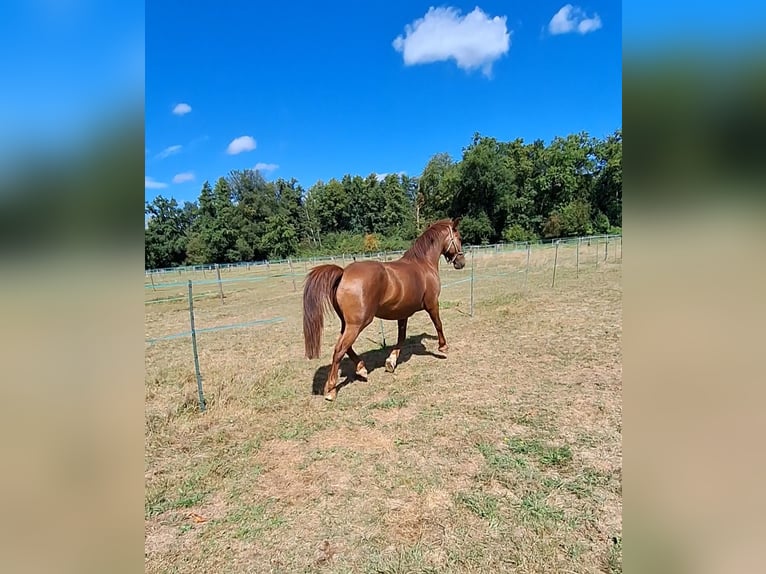 Polish Coldblood Gelding 13 years 15,2 hh Chestnut-Red in Mainhausen