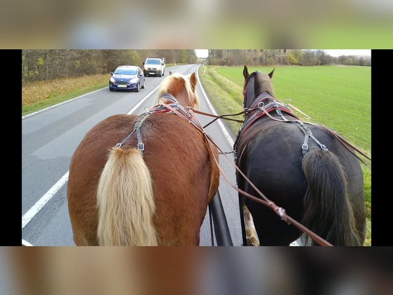 Polish Coldblood Gelding 13 years 16 hh Chestnut-Red in Kamenz