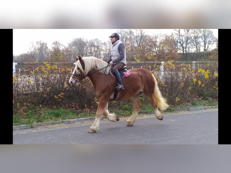 Polish Coldblood Gelding 13 years 16 hh Chestnut-Red in Kamenz