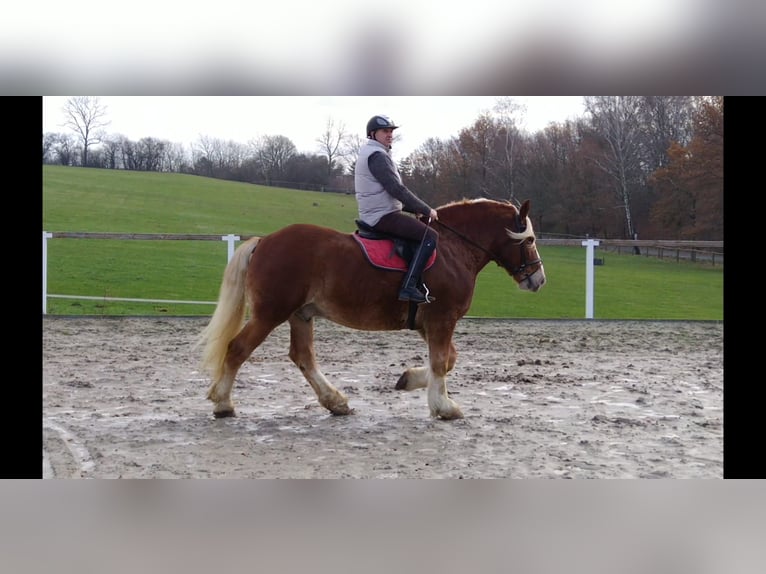 Polish Coldblood Gelding 13 years 16 hh Chestnut-Red in Kamenz