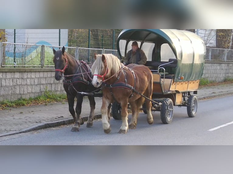 Polish Coldblood Gelding 13 years 16 hh Chestnut-Red in Kamenz