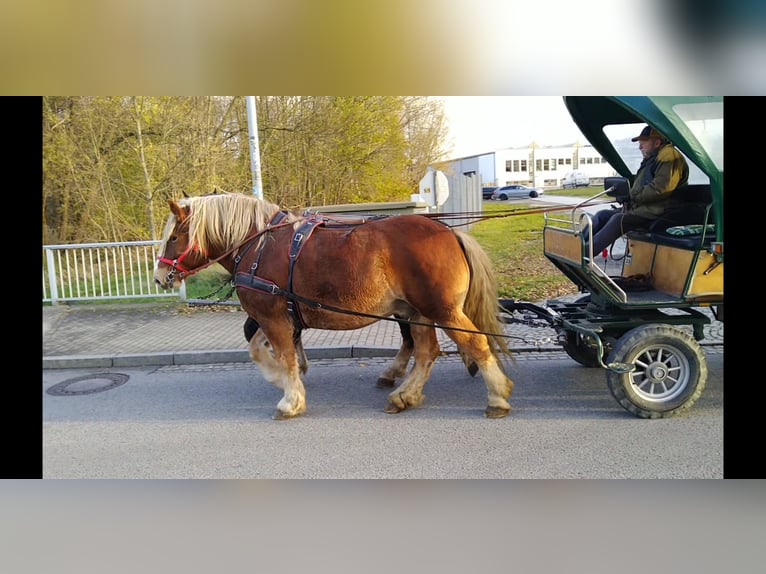 Polish Coldblood Gelding 13 years 16 hh Chestnut-Red in Kamenz