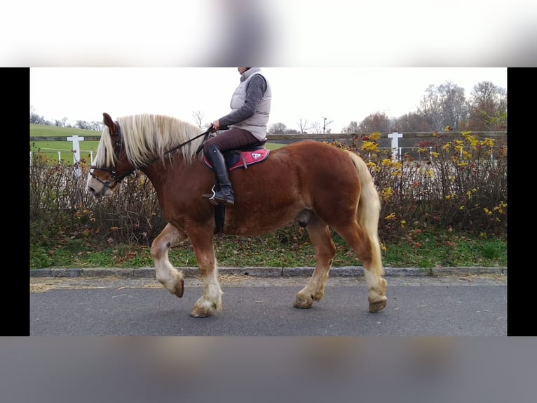 Polish Coldblood Gelding 13 years 16 hh Chestnut-Red in Kamenz