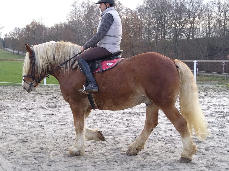 Polish Coldblood Gelding 13 years 16 hh Chestnut-Red in Kamenz