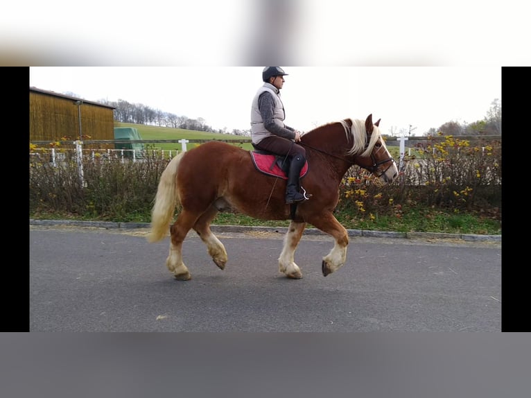 Polish Coldblood Gelding 13 years 16 hh Chestnut-Red in Kamenz