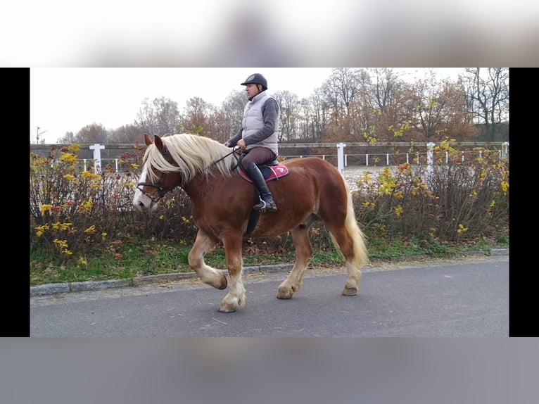 Polish Coldblood Gelding 13 years 16 hh Chestnut-Red in Kamenz