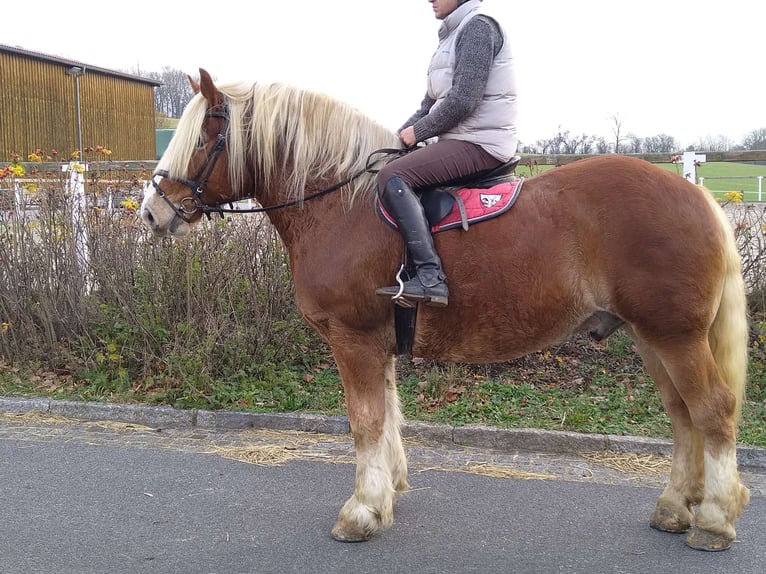 Polish Coldblood Gelding 13 years 16 hh Chestnut-Red in Kamenz