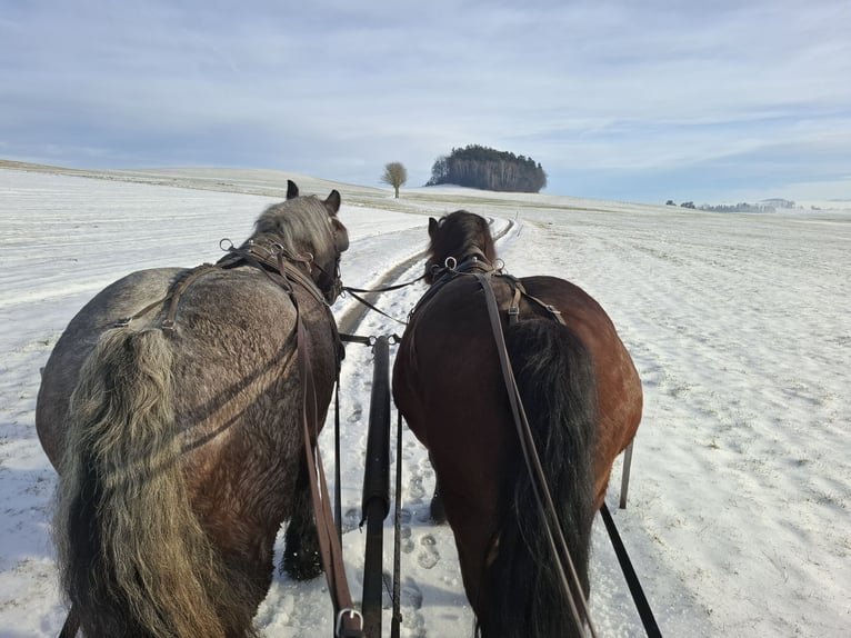 Polish Coldblood Gelding 14 years 16,2 hh in Putzleinsdorf