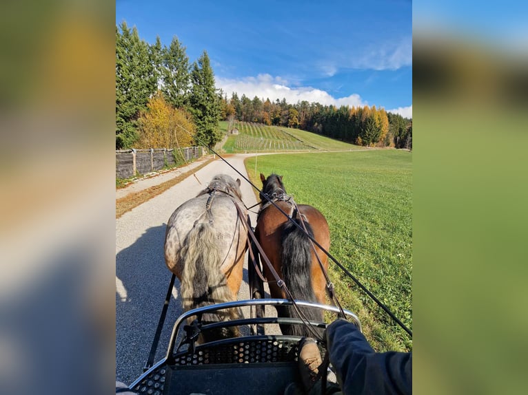 Polish Coldblood Gelding 14 years 16,2 hh in Putzleinsdorf