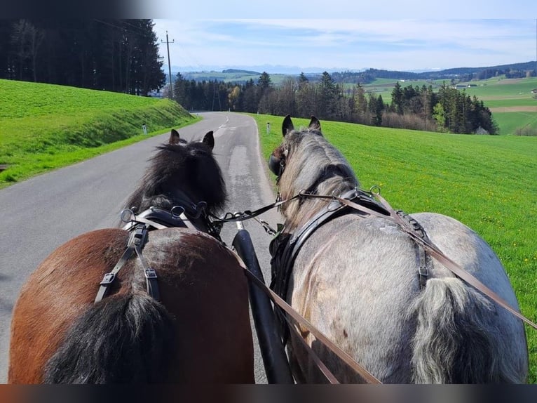 Polish Coldblood Gelding 14 years 16,2 hh in Putzleinsdorf