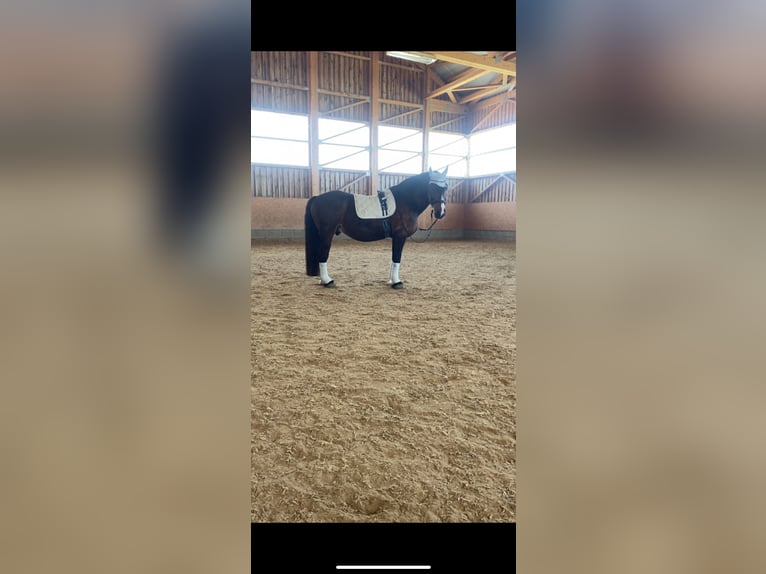Polish Coldblood Gelding 15 years 15,3 hh Brown in Pforzen