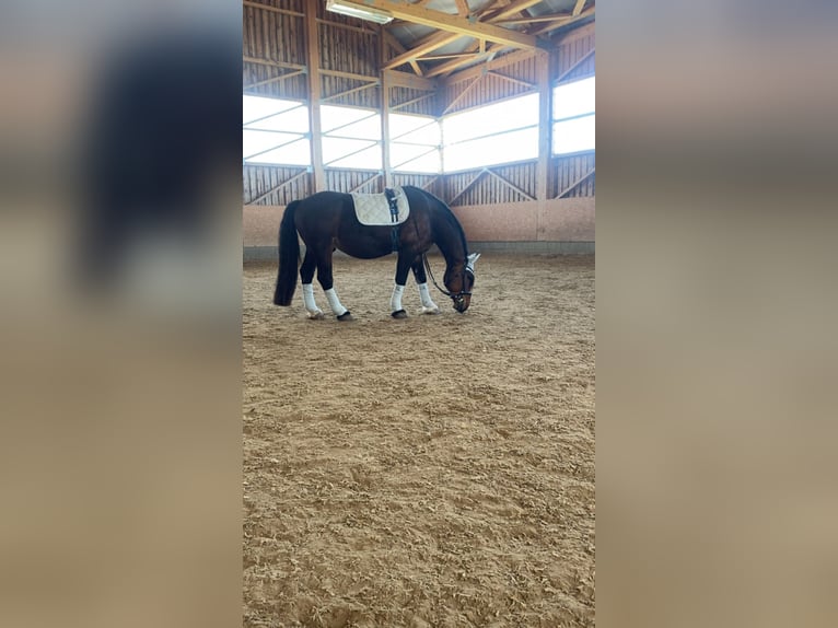 Polish Coldblood Gelding 15 years 15,3 hh Brown in Reichenbach