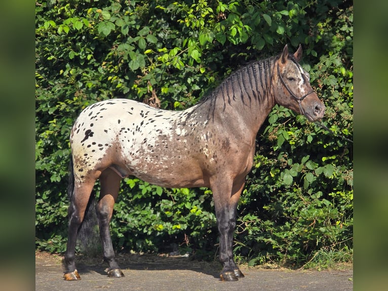 Polish Coldblood Gelding 2 years 15.2 hh Leopard-Piebald in Weert