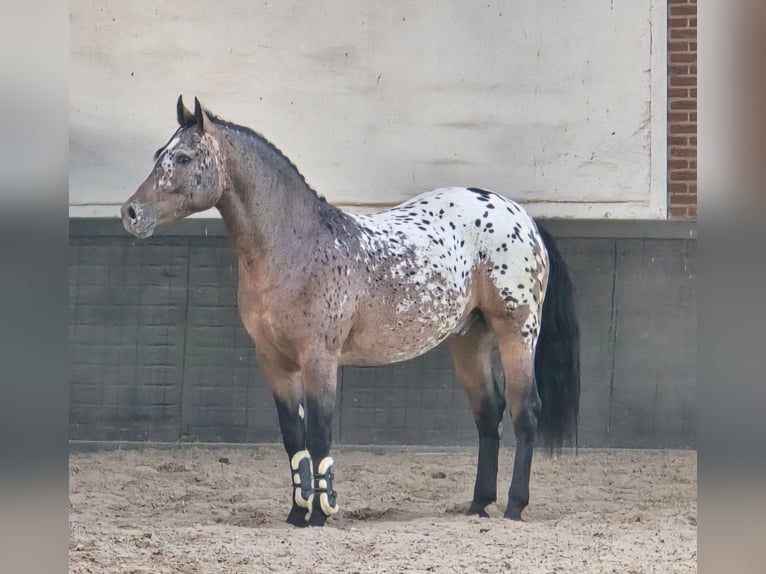 Polish Coldblood Gelding 2 years 15.2 hh Leopard-Piebald in Weert
