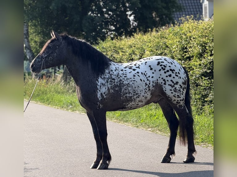 Polish Coldblood Gelding 2 years 15.3 hh Leopard-Piebald in Weert
