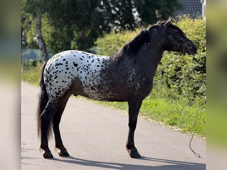Polish Coldblood Gelding 2 years 15.3 hh Leopard-Piebald in Weert