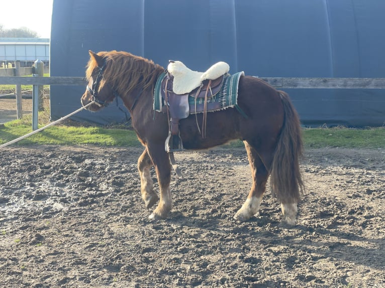 Polish Coldblood Mix Gelding 3 years 14,1 hh Chestnut in Fuchstal