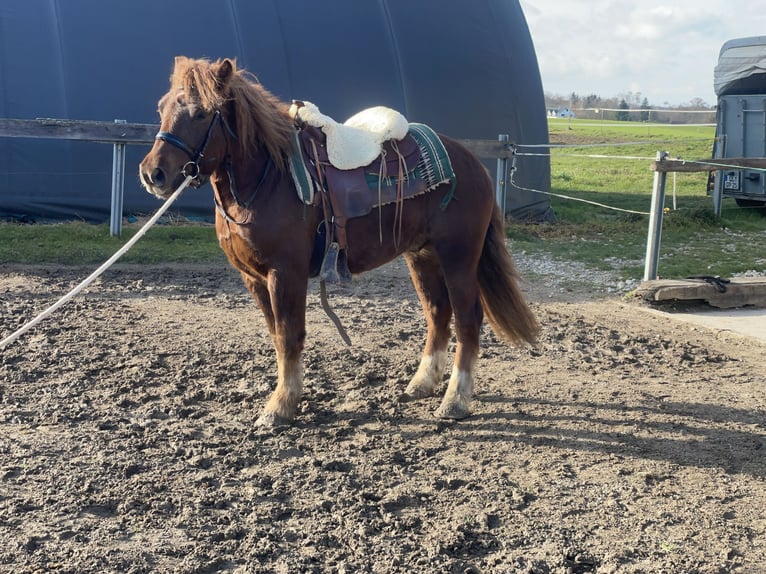 Polish Coldblood Mix Gelding 3 years 14,1 hh Chestnut in Fuchstal