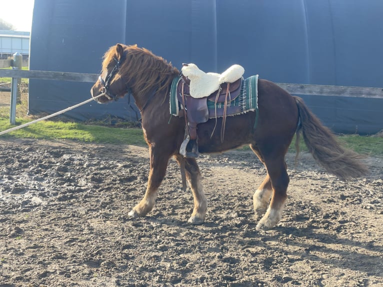 Polish Coldblood Mix Gelding 3 years 14,1 hh Chestnut in Fuchstal