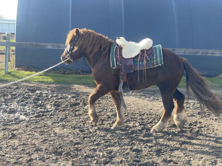 Polish Coldblood Mix Gelding 3 years 14,1 hh Chestnut in Fuchstal