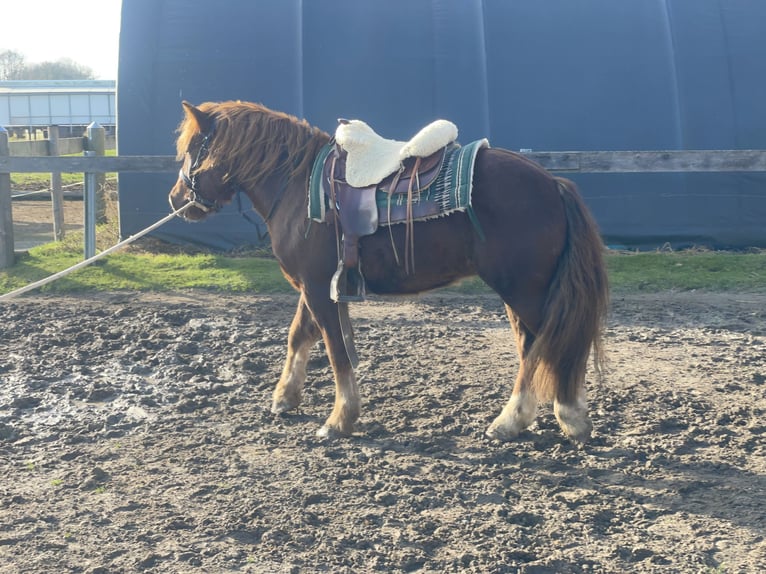 Polish Coldblood Mix Gelding 3 years 14,1 hh Chestnut in Fuchstal