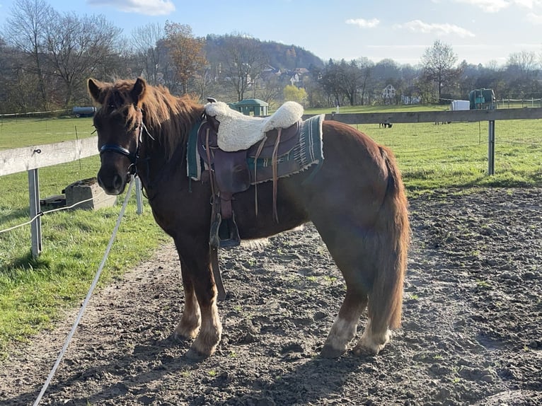 Polish Coldblood Mix Gelding 3 years 14,1 hh Chestnut in Fuchstal