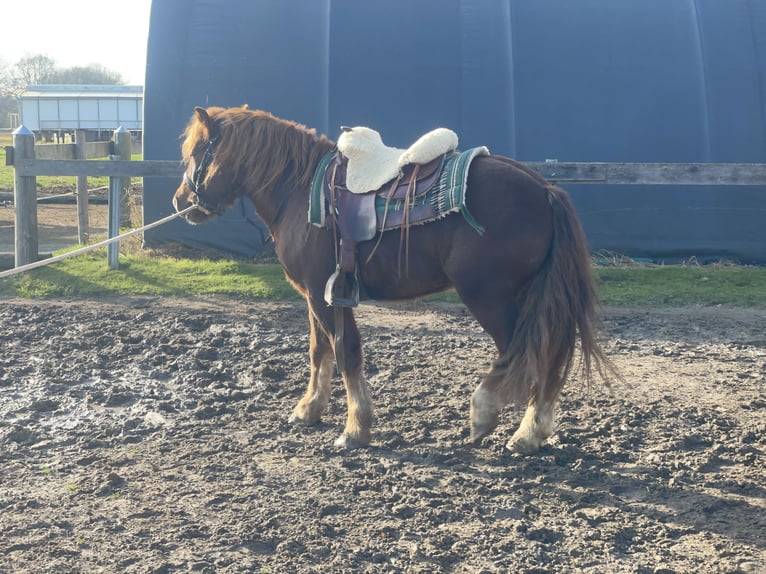 Polish Coldblood Mix Gelding 3 years 14,1 hh Chestnut in Fuchstal