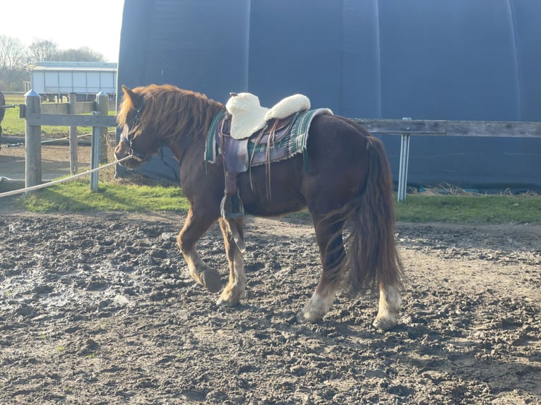 Polish Coldblood Mix Gelding 3 years 14,1 hh Chestnut in Fuchstal