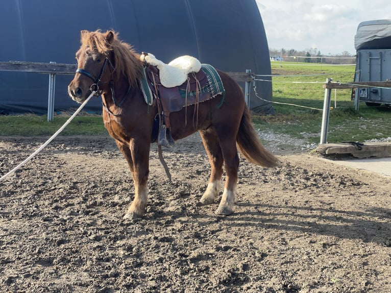 Polish Coldblood Mix Gelding 3 years 14,1 hh Chestnut in Fuchstal