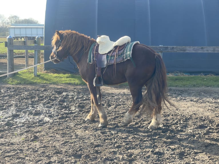 Polish Coldblood Mix Gelding 3 years 14,1 hh Chestnut in Fuchstal